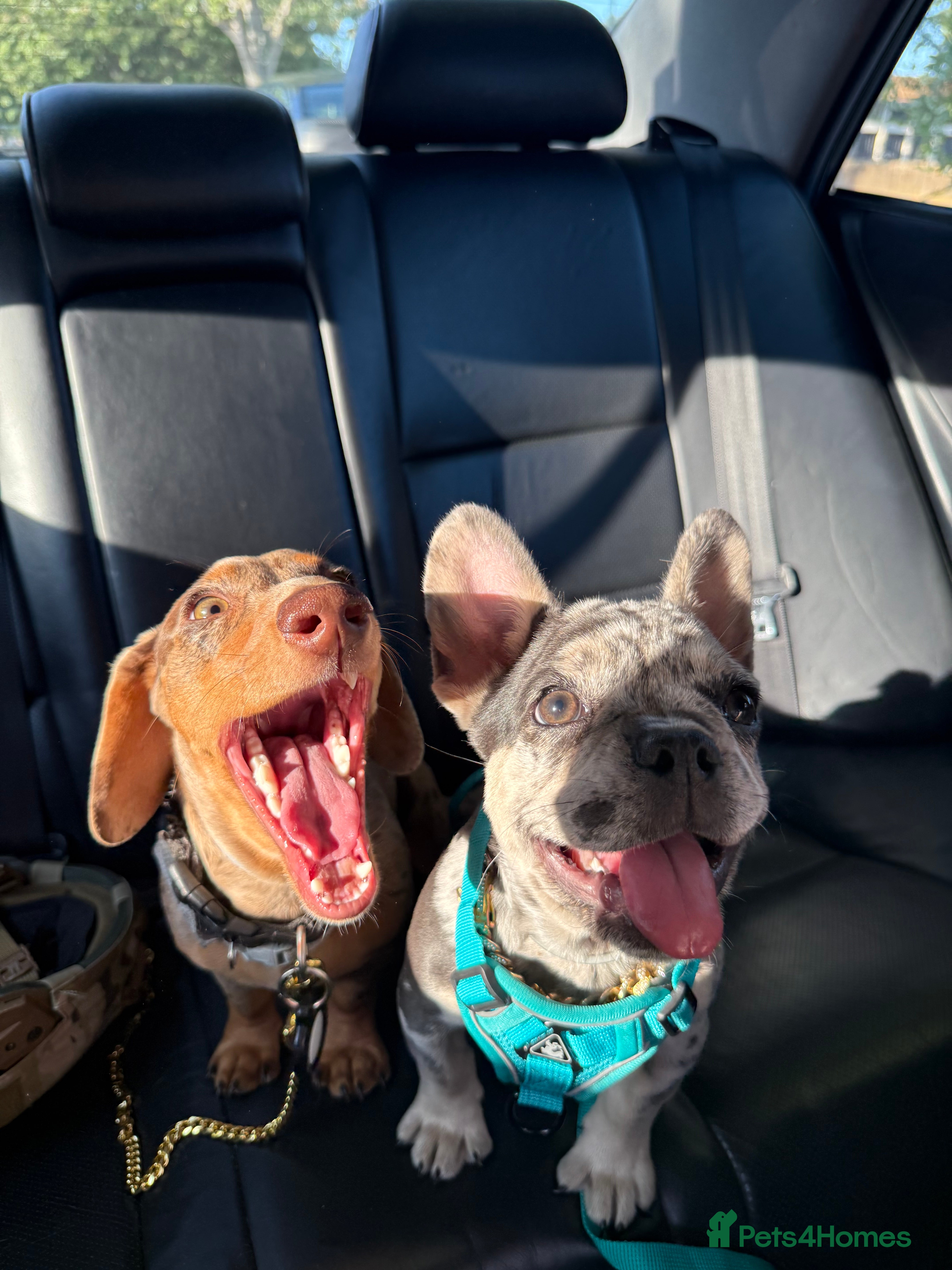 Dachshund dogs Daschund for sale  - Advert 1