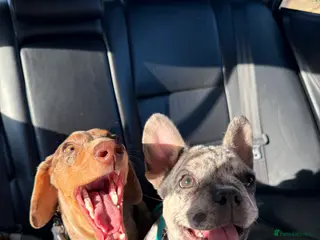 Dachshund dogs Daschund for sale - Advert 1