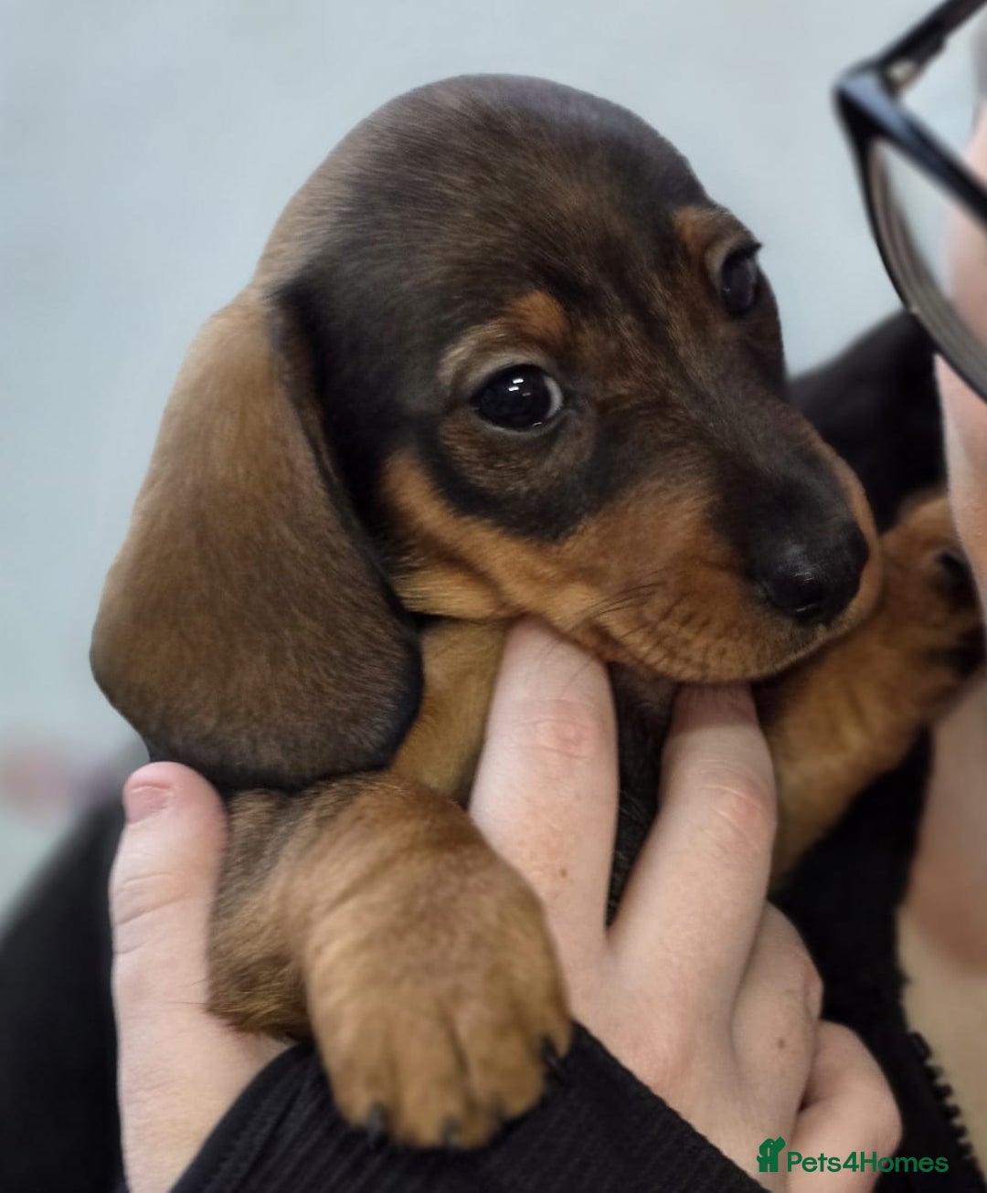 Dachshund dogs for sale: Dachshund puppies  - Advert 34