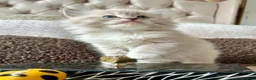 Ragdoll cats for sale: Adorable Ragdolls Babies 🌸🌸🌸 - Advert 17