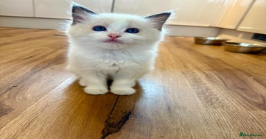 Ragdoll cats GCCF REGISTERED RAGDOLL KITTEN-ready 18th December - Advert 5