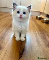 Ragdoll cats GCCF REGISTERED RAGDOLL KITTEN-ready 18th December - Advert 10