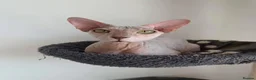 Peterbald cats for sale: Tica registered Peterbald girls  in Maidstone - Advert 10
