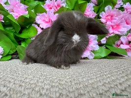 Mini Lop rabbits ⭐️ MINI LOPS ⭐️ ready to go - Advert 1