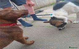 Mixed Breed dogs for sale: Mr chico - Image 5