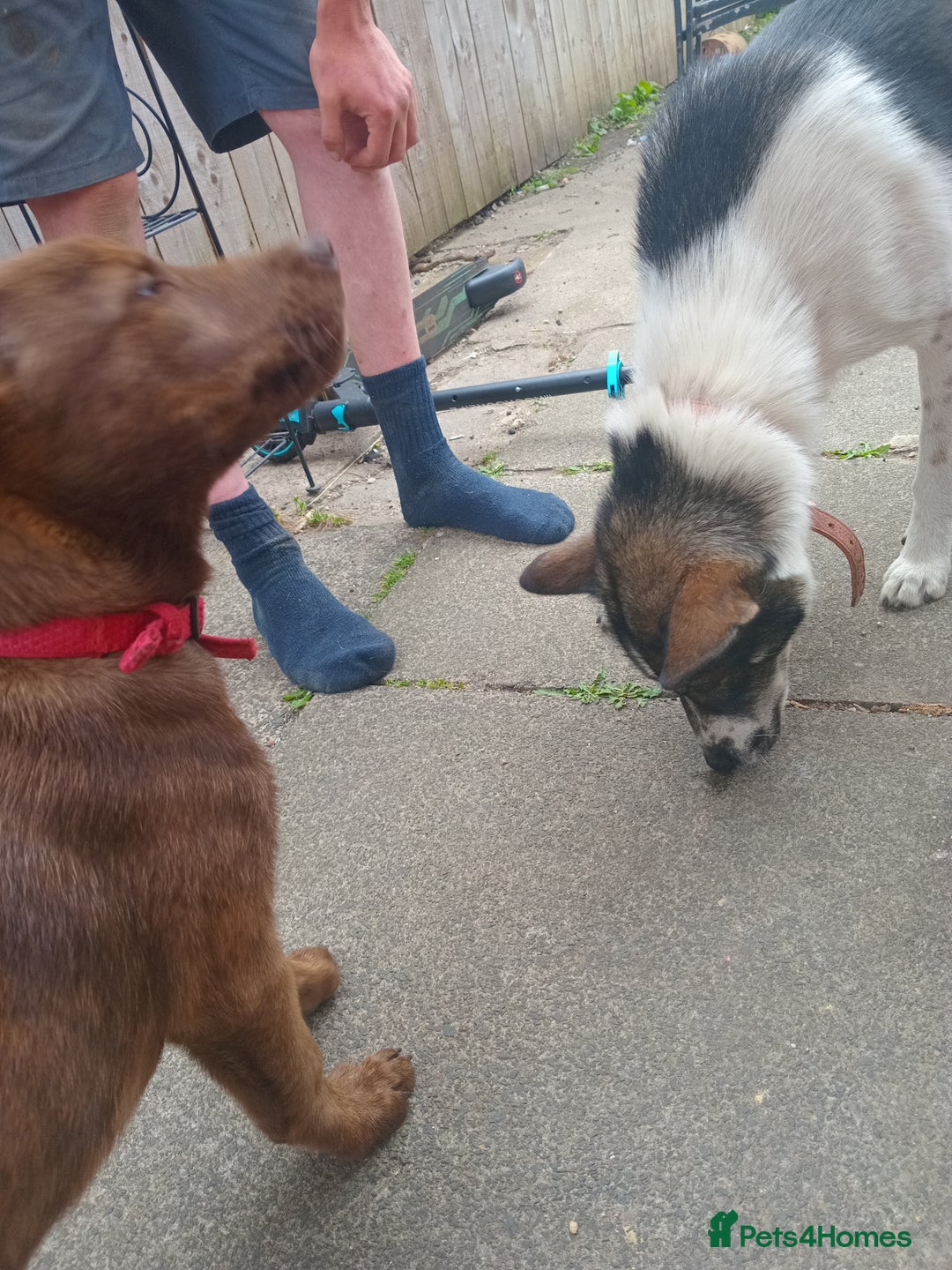 Mixed Breed dogs for sale: Mr chico - Image 5