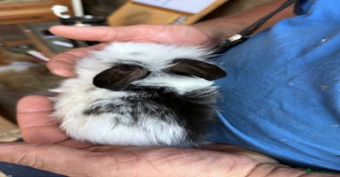 Mini Lop rabbits - Advert 1