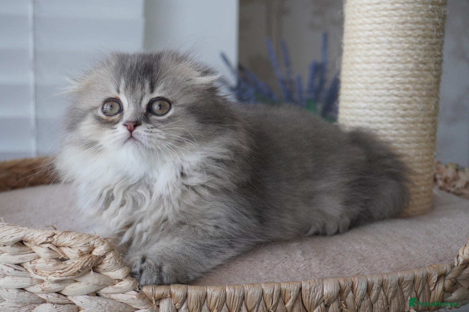 Munchkin cats 🍇🫐Munchkin Kittens - Advert 2