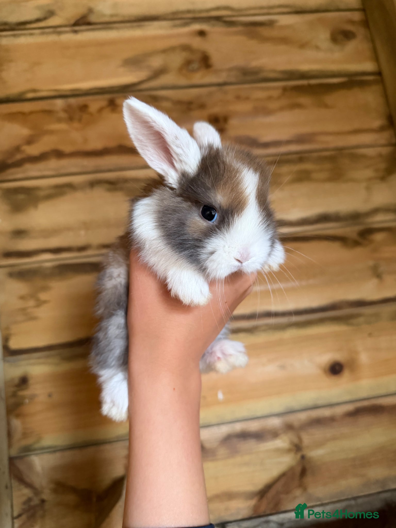 Mini Lop rabbits French lops and mini lop babies available! 🐰🤍✨ - Advert 8