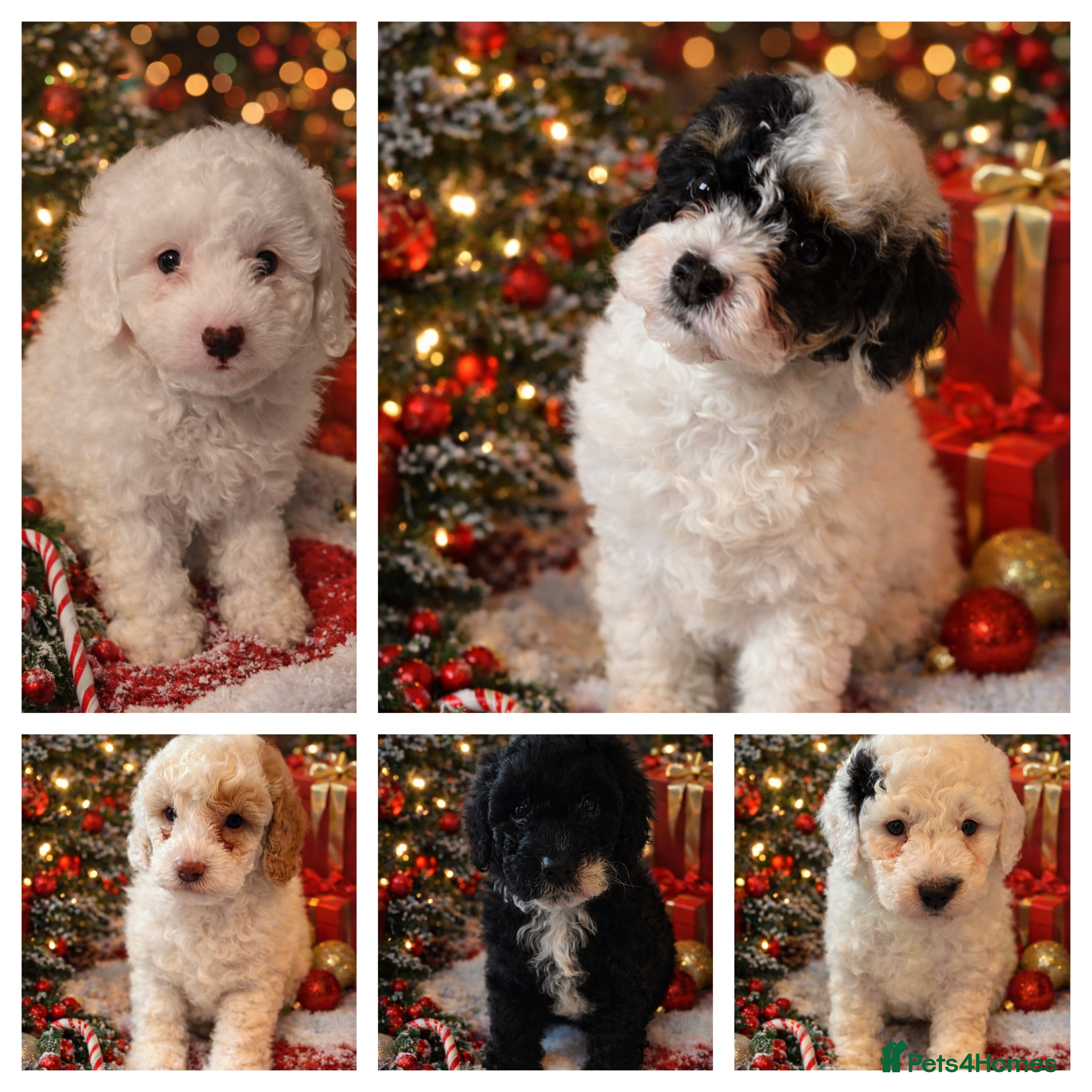 Cavapoo dogs 1 boy left F1B Cavapoo Puppies - Advert 1