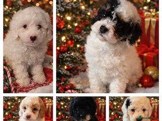 Cavapoo dogs 1 boy left F1B Cavapoo Puppies - Advert 1