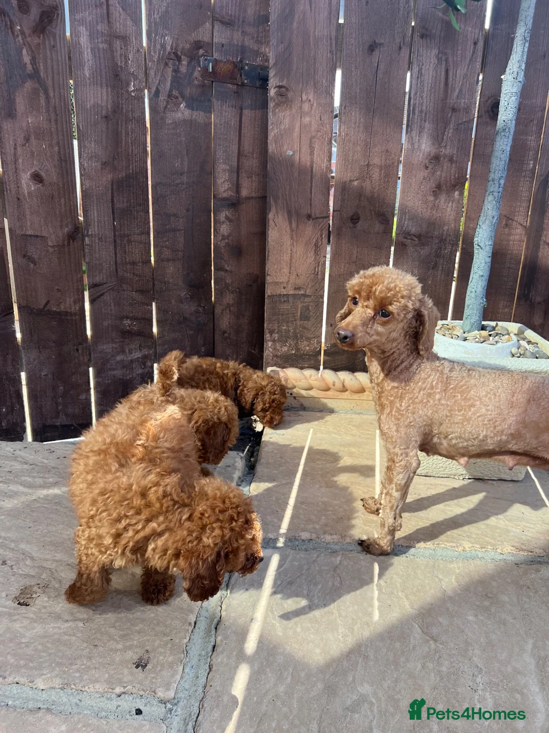 Toy Poodle dogs for sale: DNA health tested Toy Poodles  - Advert 2