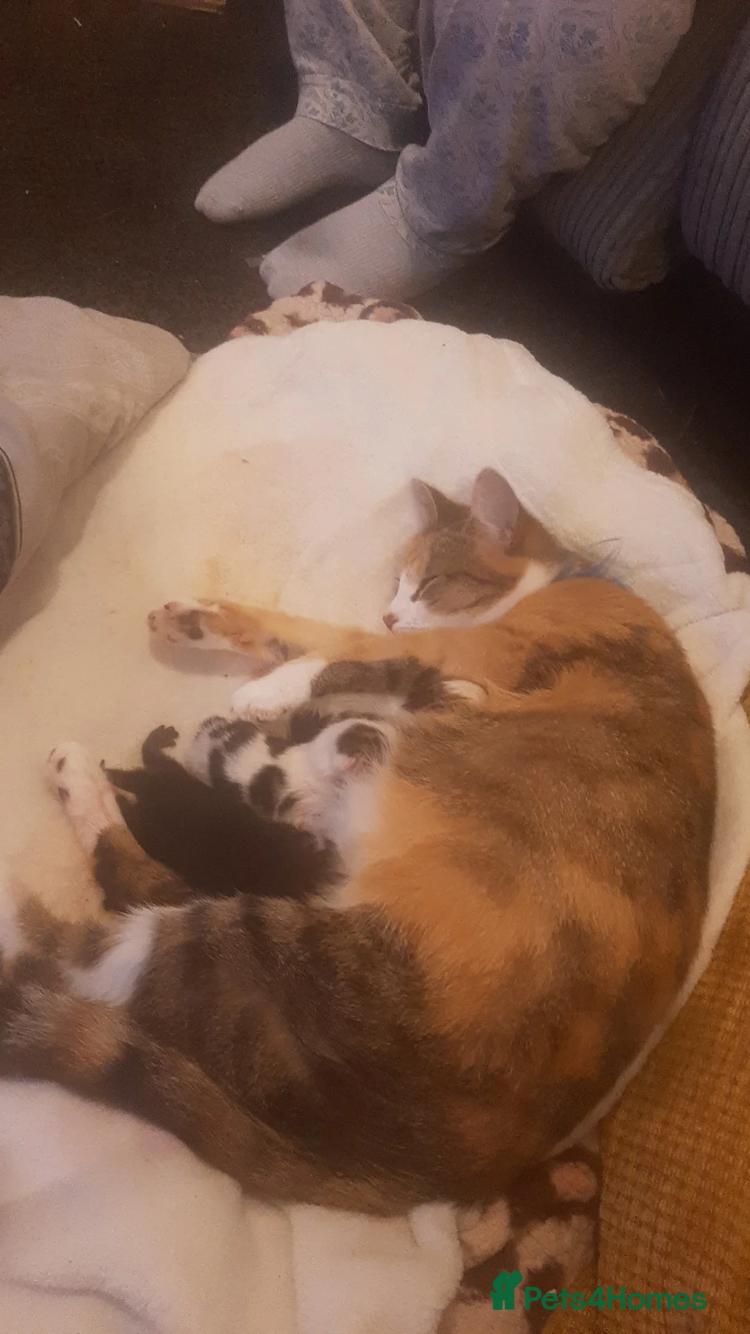 British Longhair cats for sale: Kittens for sale in Nottingham - Advert 1