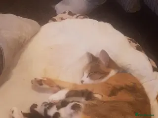 British Longhair cats Kittens for sale - Advert 1