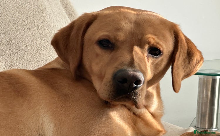Labrador Retriever dogs - Advert 2