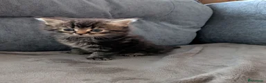 Mixed Breed Kitten 3