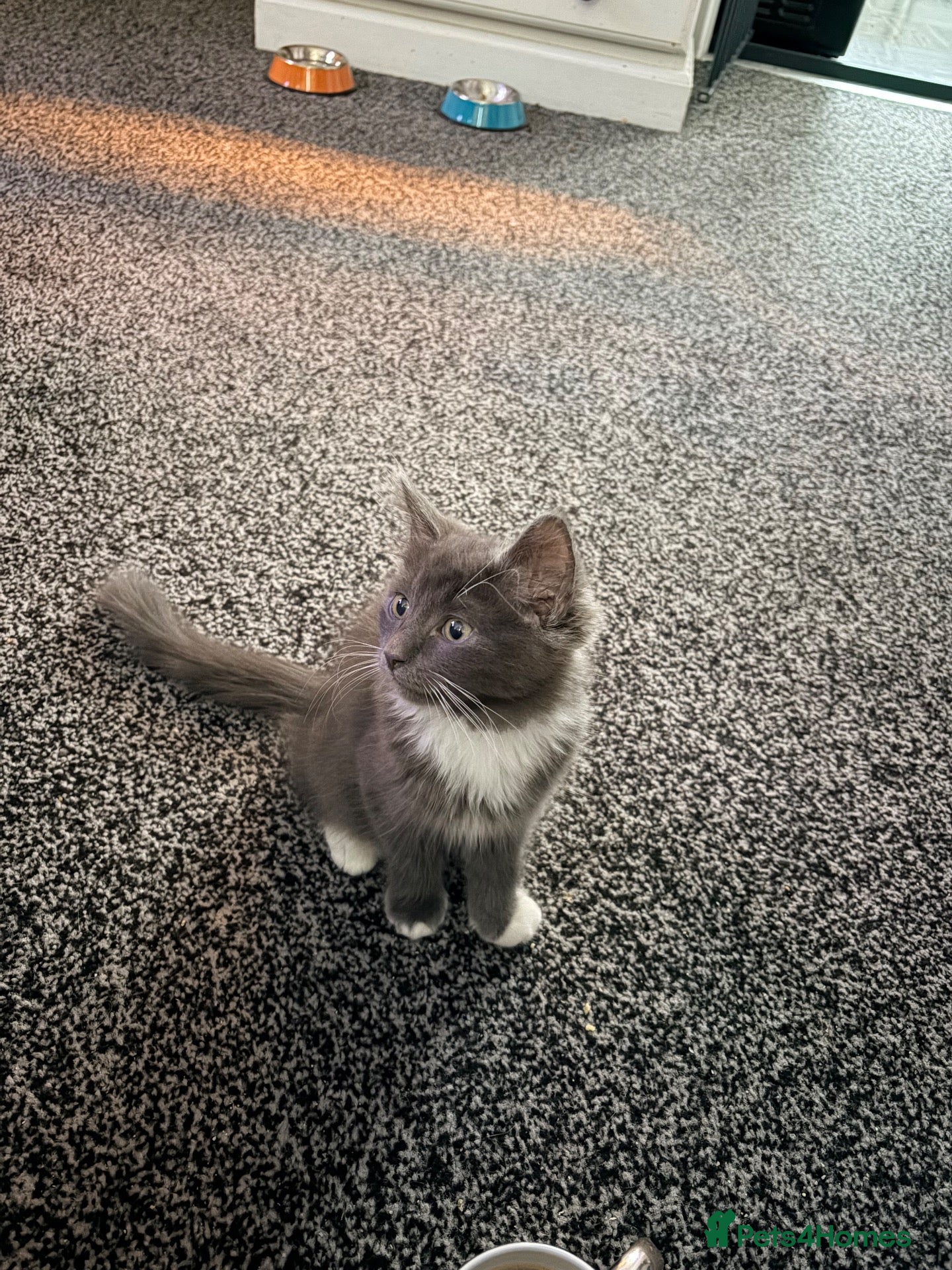 Mixed Breed cats Beautiful grey and white kitten  - Advert 16