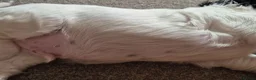 Cocker Spaniel dogs for sale: 5 beautiful cocker puppies - Advert 23