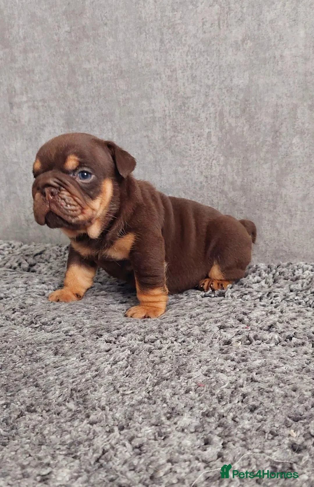 English Bulldog dogs for sale: Beautiful Chunky English Bulldog Pups - Advert 3