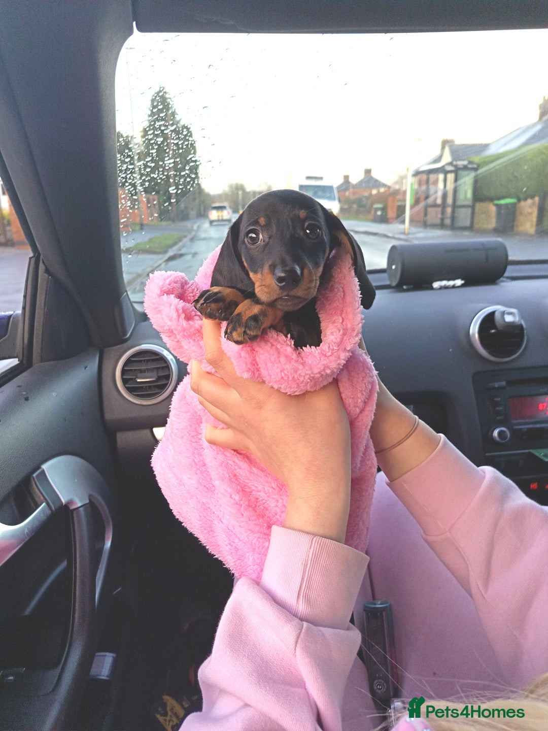 Dachshund dogs for sale: 8 week old daushund  - Advert 2
