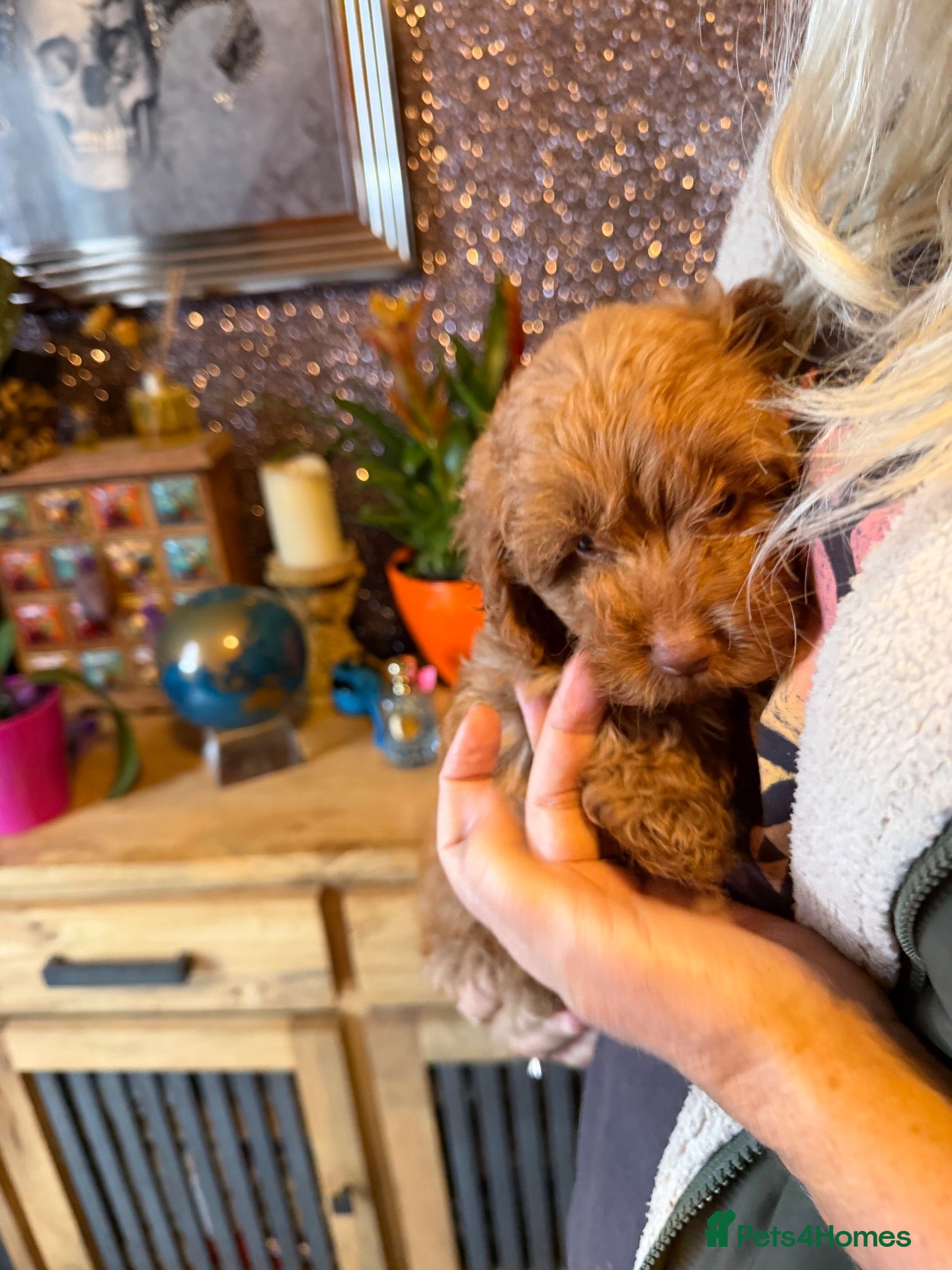 Cockapoo dogs F1B Cockapoo Puppies - Advert 9