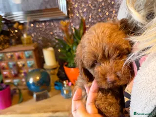 Cockapoo dogs F1B Cockapoo Puppies - Advert 9