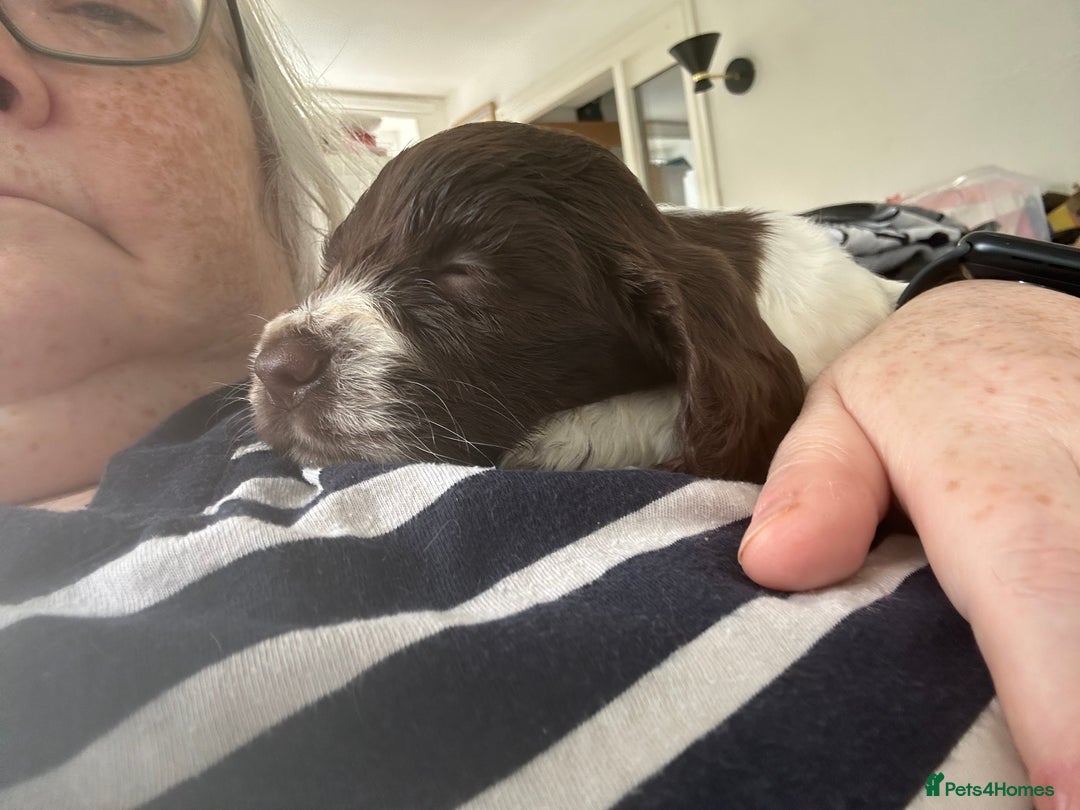 Cocker Spaniel dogs for sale: Cocker spaniel puppies - Image 4