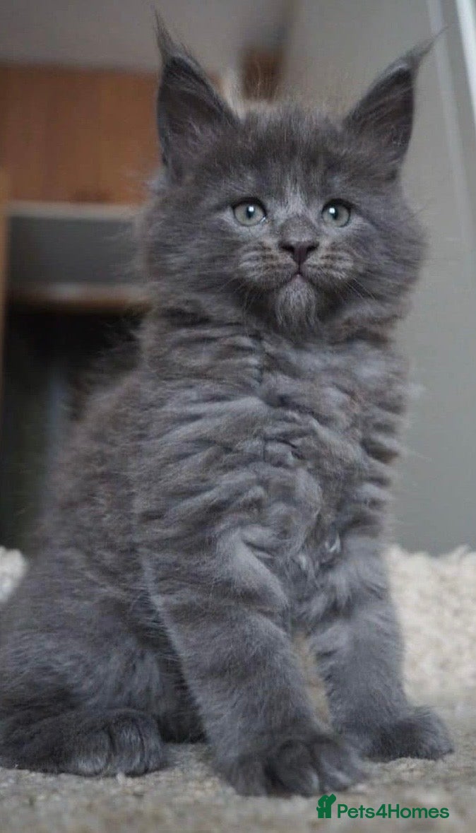 Maine Coon cats Xl Maine coon kittens  - Advert 1