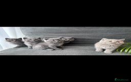 British Shorthair cats for sale: PURE PEDIGREE BSH KITTENS - Image 9