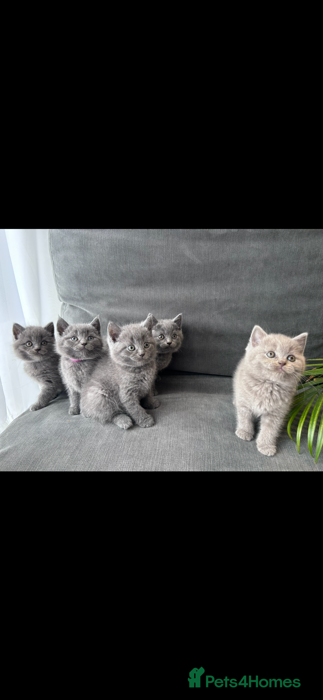 British Shorthair cats for sale: PURE PEDIGREE BSH KITTENS - Image 9