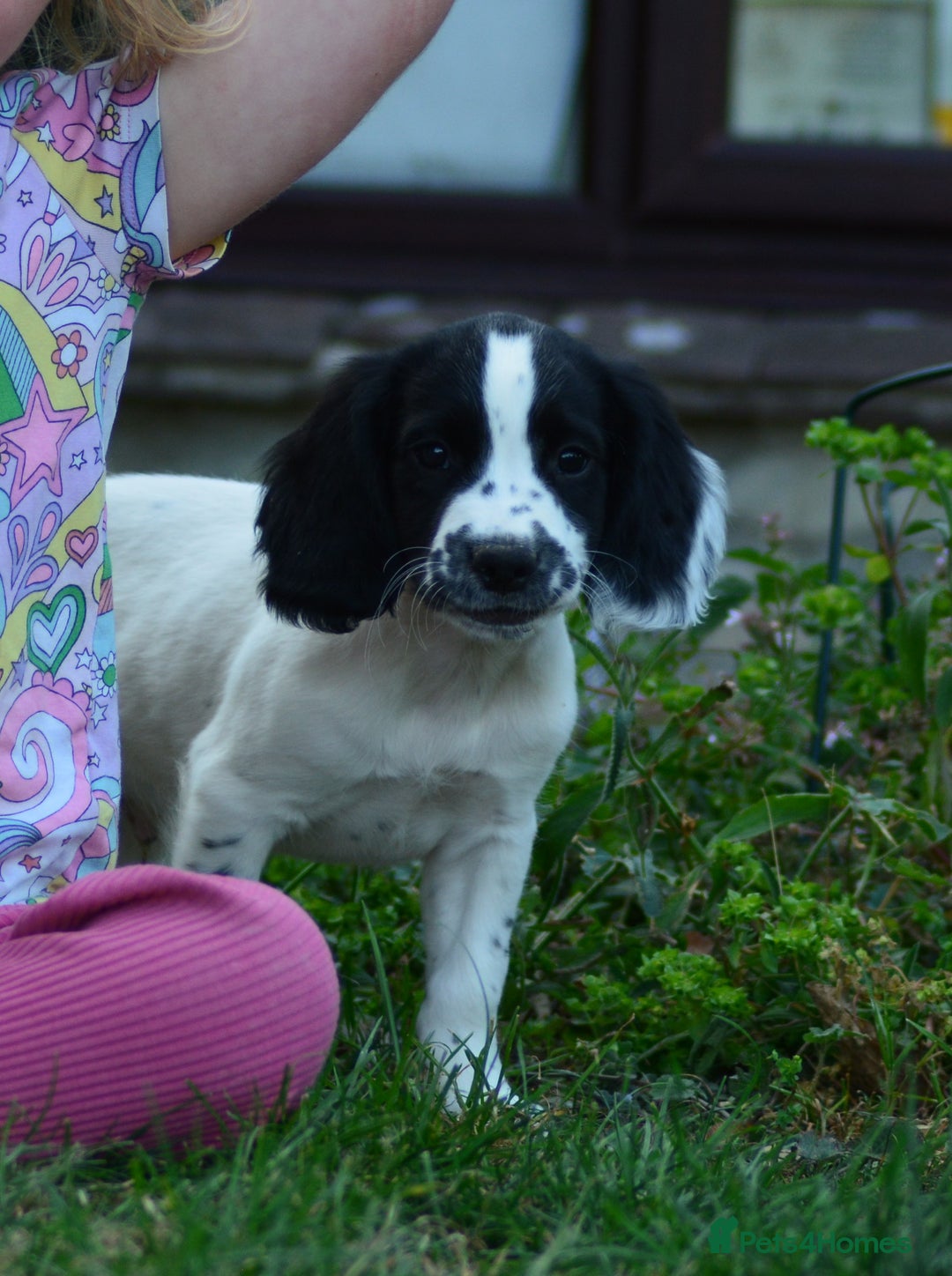 English Springer Spaniel dogs for sale: KC 10 week old Springer Spaniel puppies - Image 8