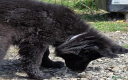 German Shepherd dogs for sale: Dark German Shepherd Females - Image 7