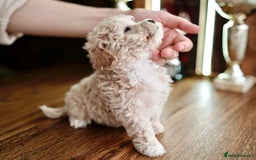 Maltipoo dogs for sale: Maltipoo mini boys and girls - Image 10