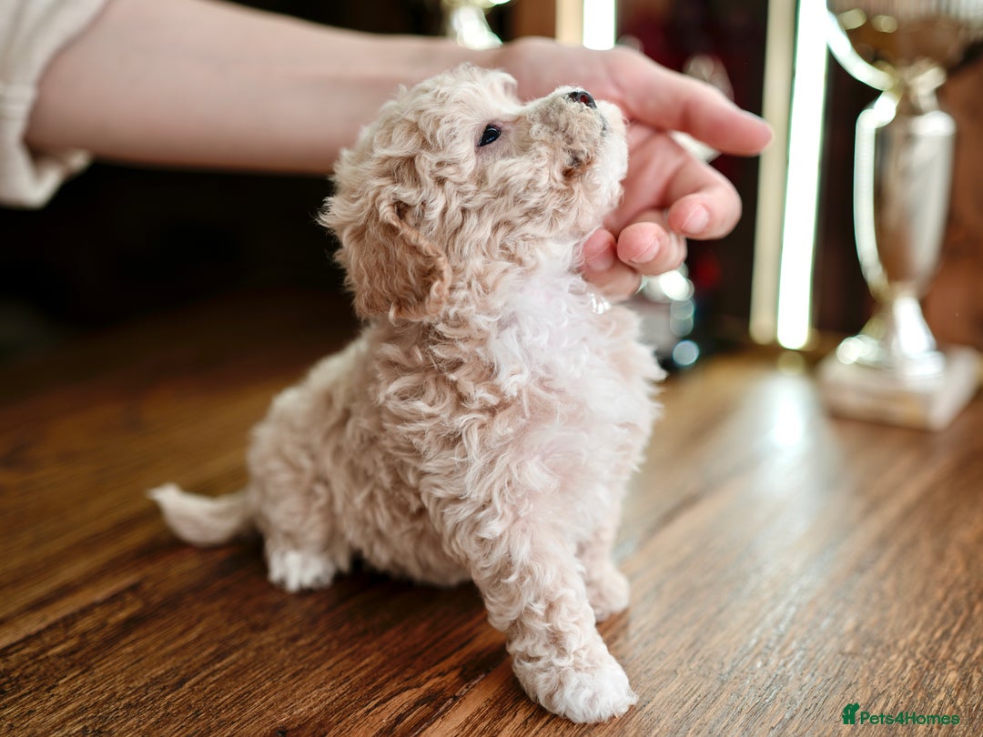 Maltipoo dogs for sale: Maltipoo mini boys and girls - Image 10