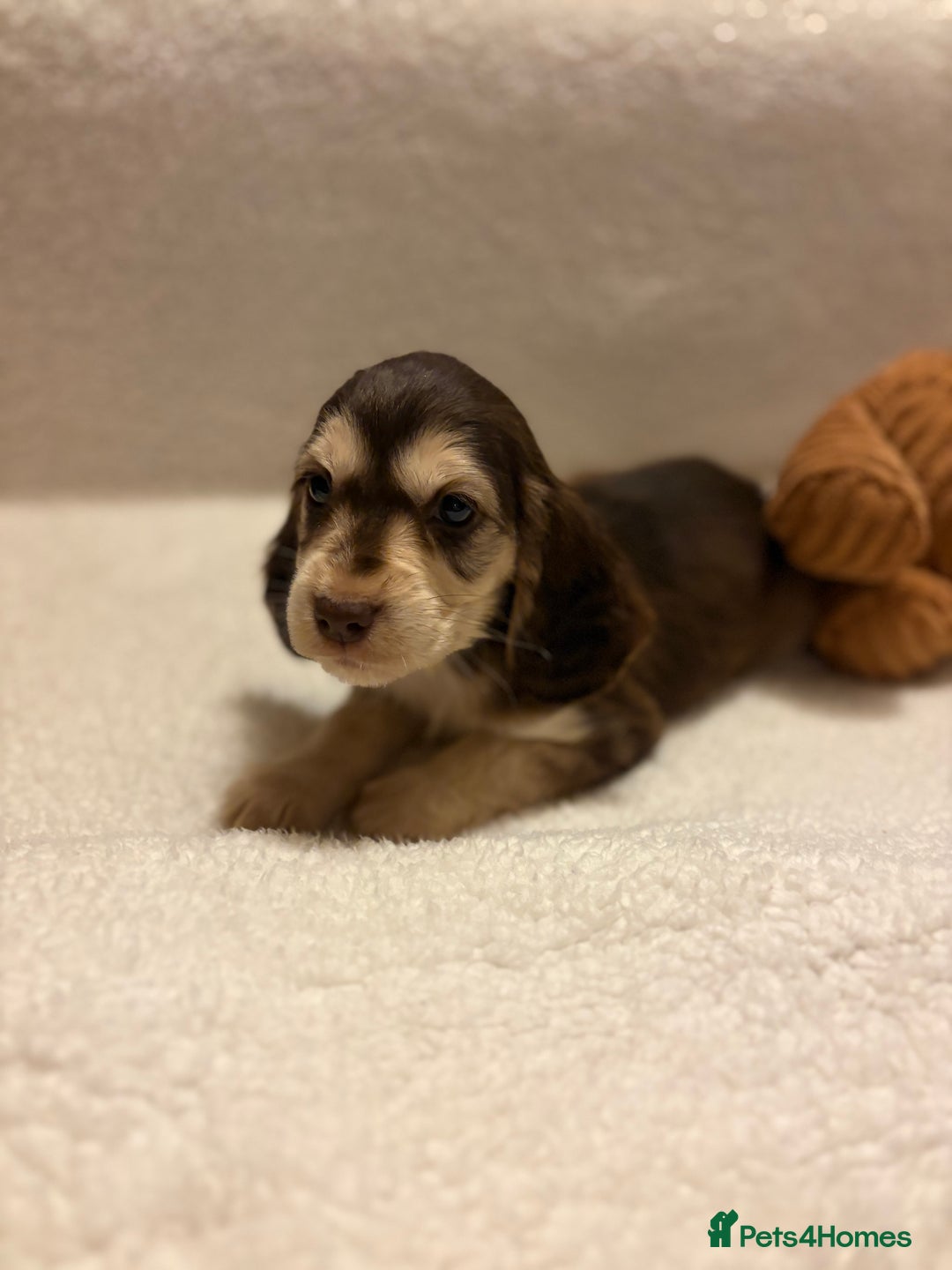 Cocker Spaniel dogs for sale: Show type spaniels - Advert 17