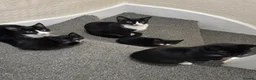 Mixed Breed cats for sale: Mother 3 older kittens and a kitten in Cardiff - Advert 2