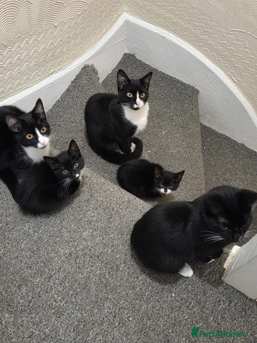 Mixed Breed cats for sale: Mother 3 older kittens and a kitten in Cardiff - Advert 2
