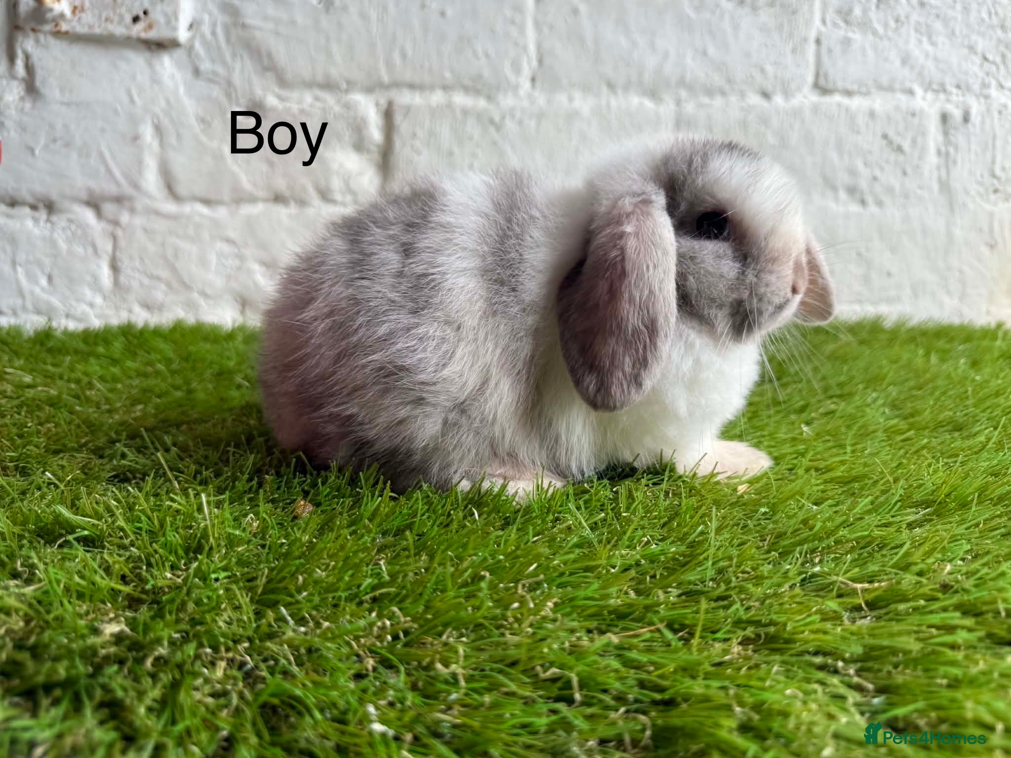 Mini Lop rabbits Stunning Mini Lops ready to leave now  - Advert 2