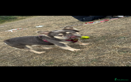 French Bulldog dogs for stud: Fluffy Frenchbulldog for stud checkmate bloodline - Image 6