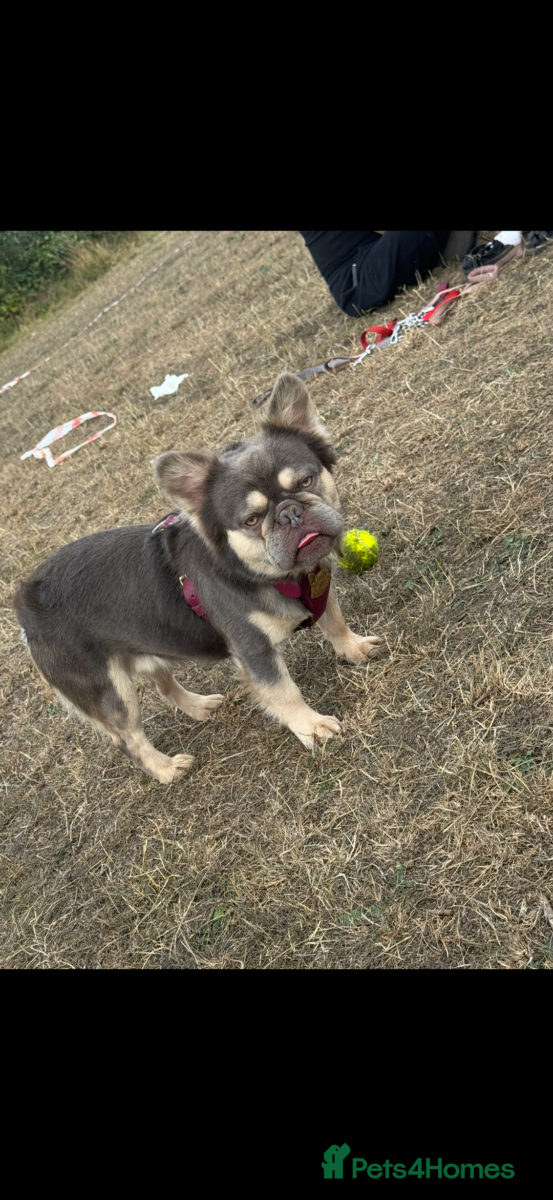 French Bulldog dogs for stud: Fluffy Frenchbulldog for stud checkmate bloodline - Image 6
