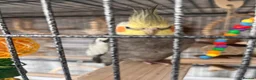 Cockatiels birds for sale: 4x mixed coloured cockatiles - Advert 10