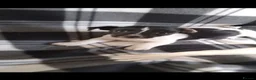 Jack Russell dogs for sale: Jack Russell Puppies - Advert 5