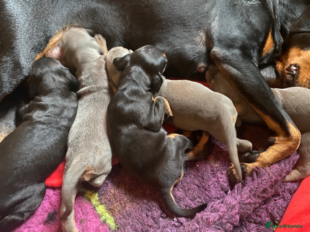 Dobermann dogs for sale: DOBERMAN PUPPIES (BOTH KC HEALTH TESTED PARENTS) - Image 18