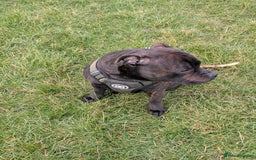Staffordshire Bull Terrier dogs for stud: Michael Ledwon  in Hull - Image 6