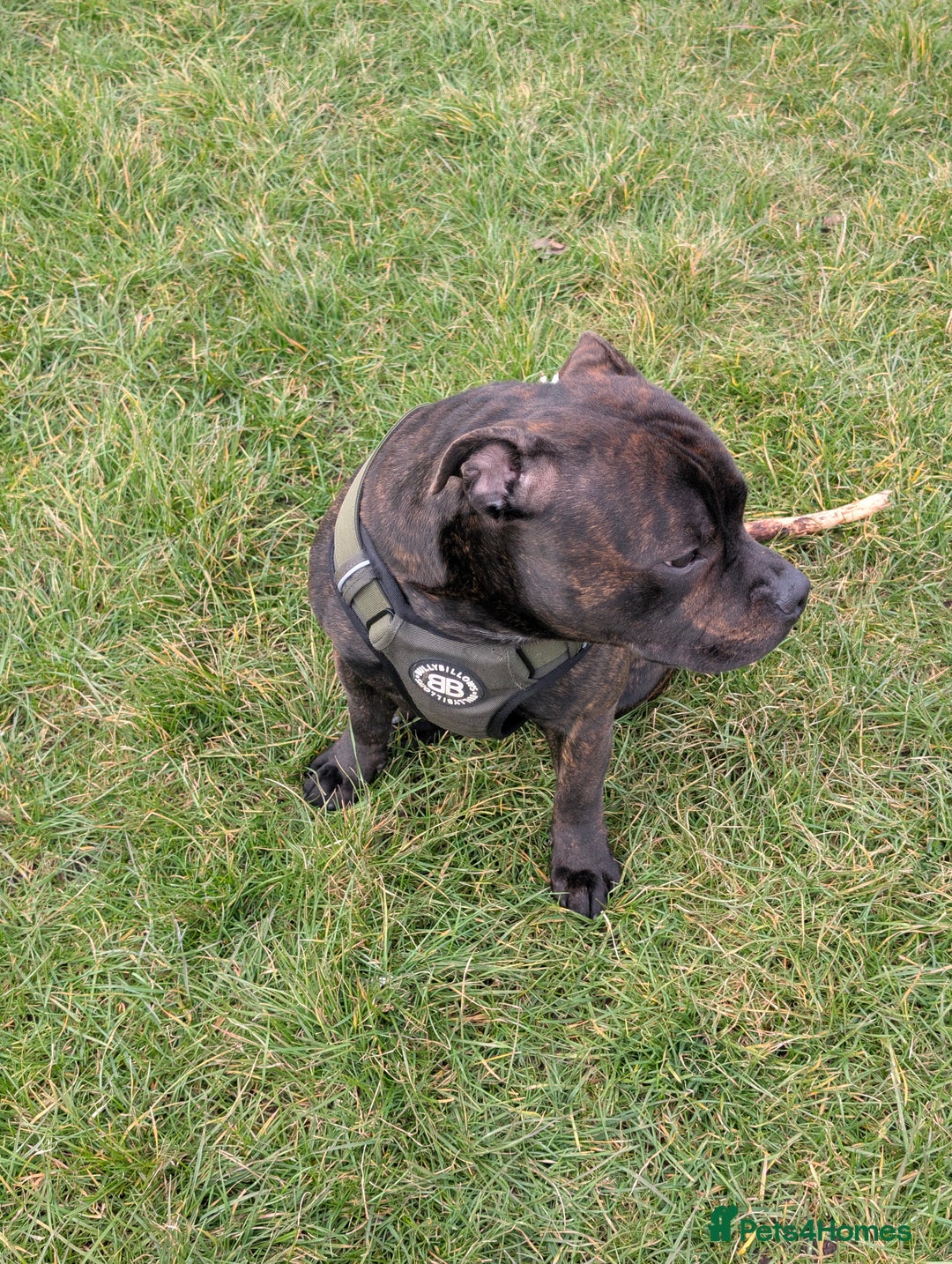 Staffordshire Bull Terrier dogs for stud: Michael Ledwon  in Hull - Image 6