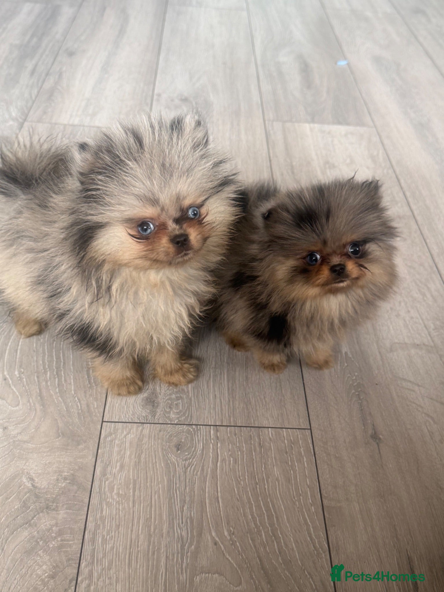 Pomeranian dogs Teddy bear Pomeranians - two left   - Advert 11