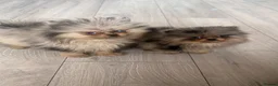 Pomeranian dogs for sale: Teddy bear Pomeranians - two left   - Advert 1