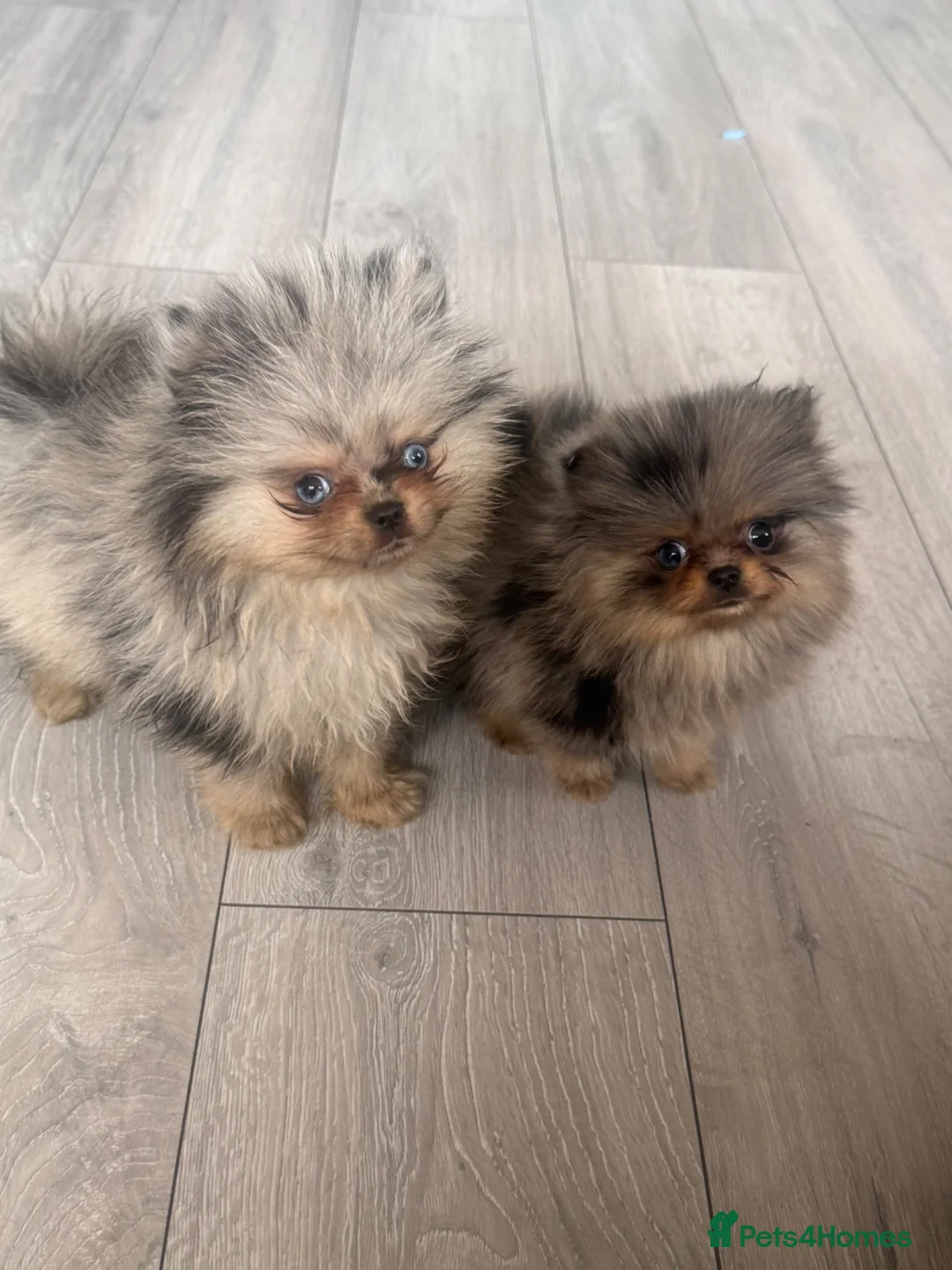 Pomeranian dogs for sale: Teddy bear Pomeranians - two left   - Advert 1