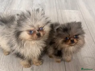 Pomeranian dogs Teddy bear Pomeranians - two left - Advert 11