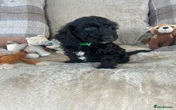 Cockapoo dogs for sale: Gorgeous F1 cockapoo puppies  - Image 13